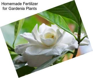 Homemade Fertilizer for Gardenia Plants