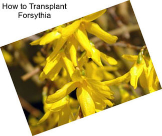 How to Transplant Forsythia