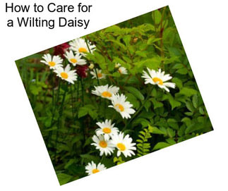 How to Care for a Wilting Daisy