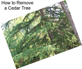 How to Remove a Cedar Tree