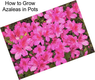 How to Grow Azaleas in Pots