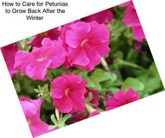 How to Care for Petunias to Grow Back After the Winter