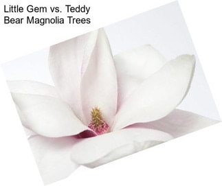 Little Gem vs. Teddy Bear Magnolia Trees