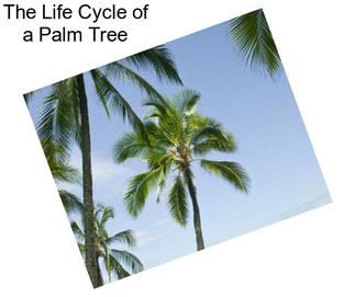 The Life Cycle of a Palm Tree