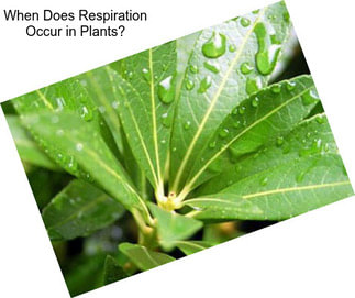 When Does Respiration Occur in Plants?
