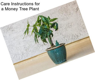 Care Instructions for a Money Tree Plant