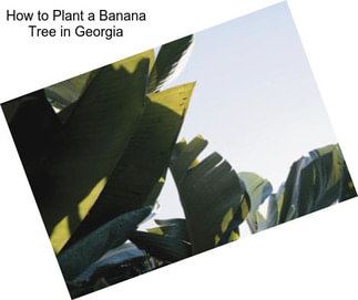 How to Plant a Banana Tree in Georgia