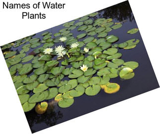 Names of Water Plants