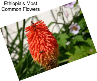 Ethiopia\'s Most Common Flowers