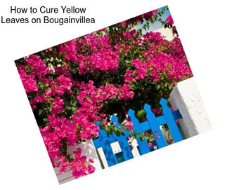 How to Cure Yellow Leaves on Bougainvillea