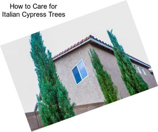 How to Care for Italian Cypress Trees