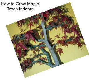 How to Grow Maple Trees Indoors