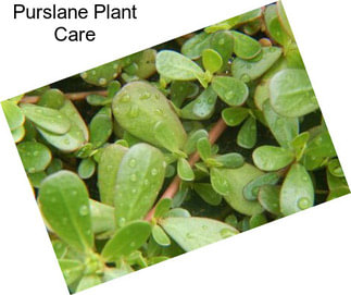 Purslane Plant Care