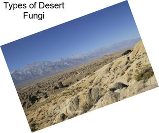 Types of Desert Fungi