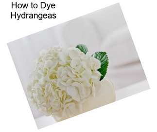 How to Dye Hydrangeas