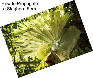 How to Propagate a Staghorn Fern