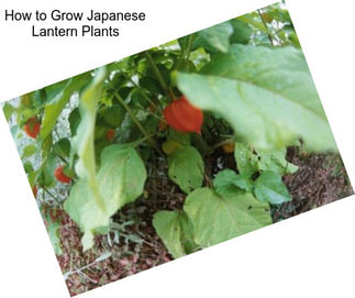 How to Grow Japanese Lantern Plants