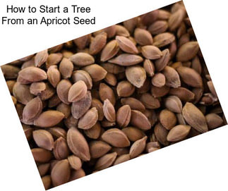 How to Start a Tree From an Apricot Seed