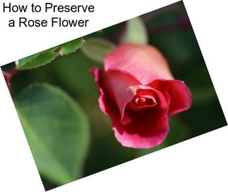 How to Preserve a Rose Flower