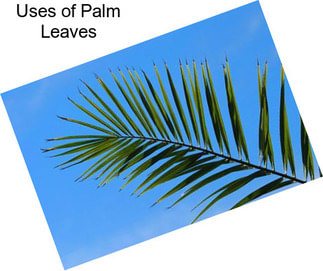 Uses of Palm Leaves
