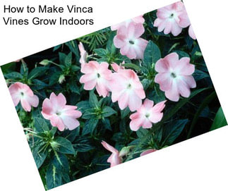 How to Make Vinca Vines Grow Indoors