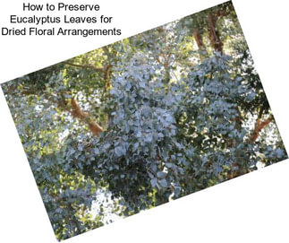 How to Preserve Eucalyptus Leaves for Dried Floral Arrangements