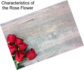 Characteristics of the Rose Flower