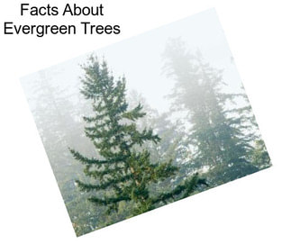 Facts About Evergreen Trees