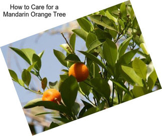 How to Care for a Mandarin Orange Tree