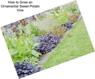 How to Grow an Ornamental Sweet Potato Vine