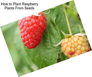 How to Plant Raspberry Plants From Seeds