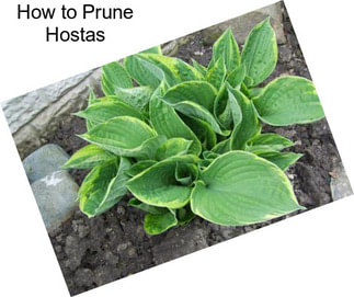 How to Prune Hostas