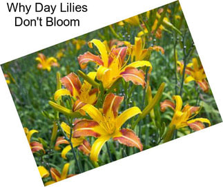 Why Day Lilies Don\'t Bloom