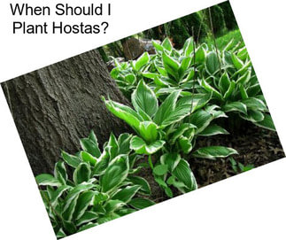 When Should I Plant Hostas?