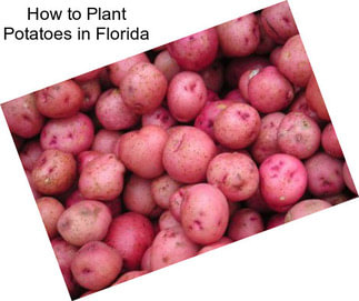 How to Plant Potatoes in Florida