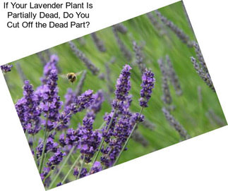 If Your Lavender Plant Is Partially Dead, Do You Cut Off the Dead Part?