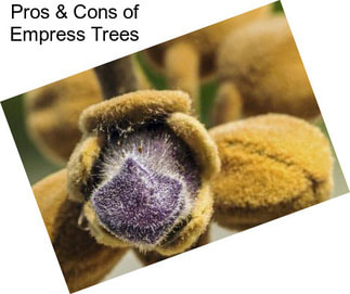 Pros & Cons of Empress Trees