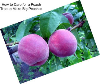 How to Care for a Peach Tree to Make Big Peaches