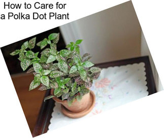 How to Care for a Polka Dot Plant