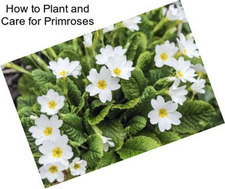 How to Plant and Care for Primroses