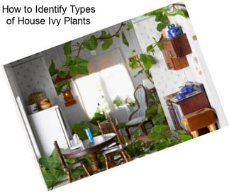 How to Identify Types of House Ivy Plants