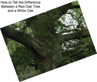 How to Tell the Difference Between a Red Oak Tree and a White Oak