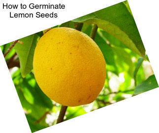 How to Germinate Lemon Seeds