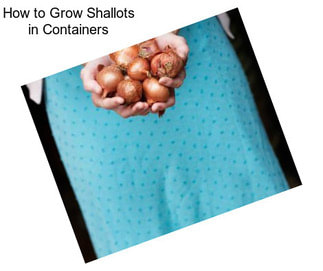 How to Grow Shallots in Containers