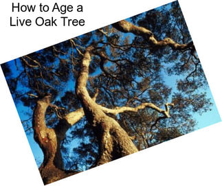 How to Age a Live Oak Tree