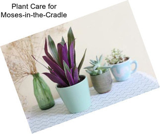 Plant Care for Moses-in-the-Cradle