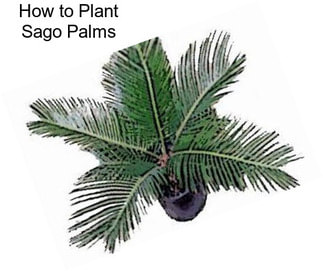 How to Plant Sago Palms