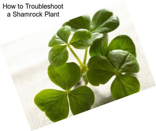 How to Troubleshoot a Shamrock Plant