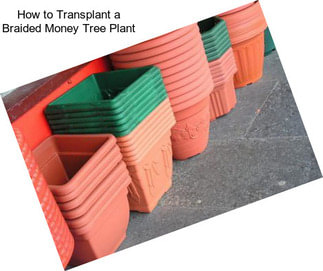 How to Transplant a Braided Money Tree Plant