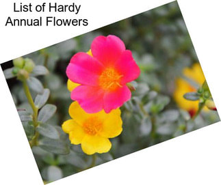 List of Hardy Annual Flowers